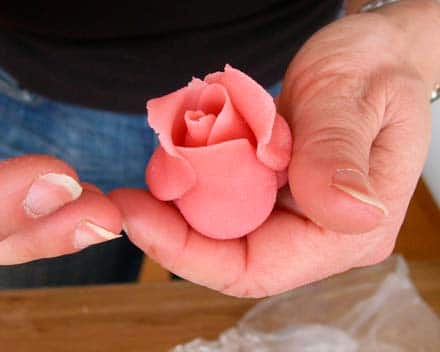 rose8